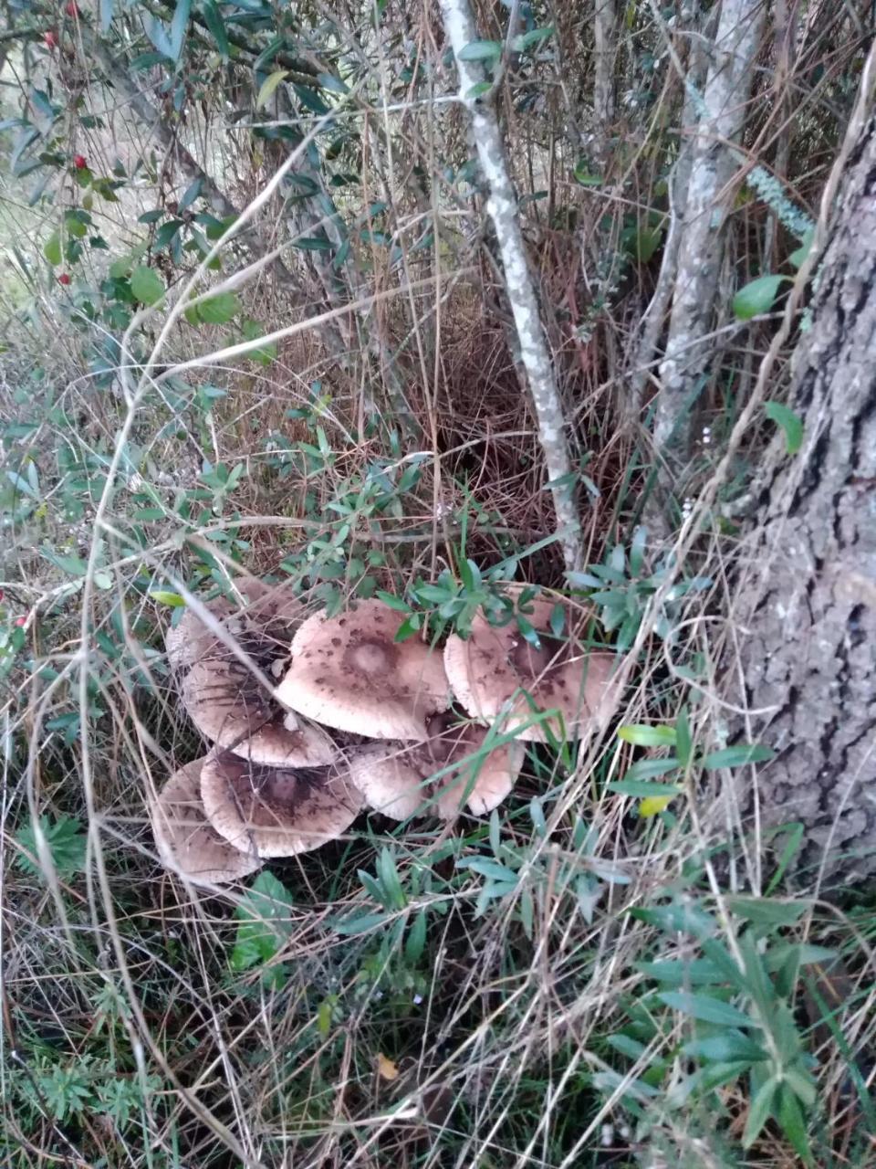 הוילה פיגרו דוס ויניוס Quintinha Do Casal Ruivo מראה חיצוני תמונה